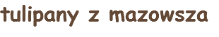 tulipany z mazowsza 
